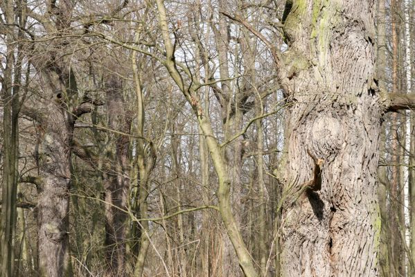 Třeboň, Branná, 21.3.2017
Branské doubí.
Klíčová slova: Třeboň Branná Branské doubí