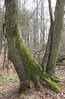 Třeboň, Branná, 21.3.2017
Branské doubí. Lípa osídlená kovaříky Calambus bipustulatus.
Klíčová slova: Třeboň Branná Branské doubí Calambus bipustulatus