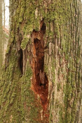 Třeboň, Branná, 21.3.2017
Branské doubí. Trouchnivé dřevo dutiny dubu - biotop kovaříka Ampedus brunnicornis.
Klíčová slova: Třeboň Branná Branské doubí Ampedus brunnicornis