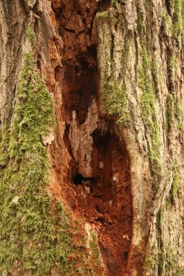 Třeboň, Branná, 21.3.2017
Branské doubí. Trouchnivé dřevo dutiny dubu - biotop kovaříka Ampedus brunnicornis.
Schlüsselwörter: Třeboň Branná Branské doubí Ampedus brunnicornis