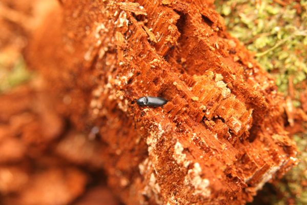 Třeboň, Branná, 21.3.2017
Branské doubí. Kovařík Ampedus brunnicornis v trouchnivém dřevě dutiny dubu.
Keywords: Třeboň Branná Branské doubí Ampedus brunnicornis