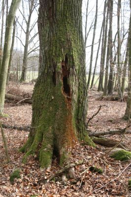 Třeboň, Branná, 21.3.2017
Branské doubí. Dutý dub - biotop kovaříka Ampedus brunnicornis.
Schlüsselwörter: Třeboň Branná Branské doubí Ampedus brunnicornis