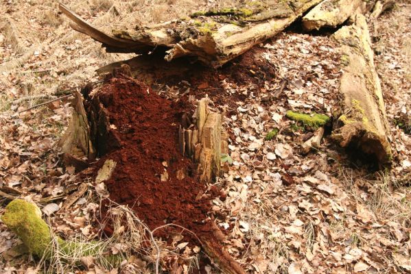 Třeboň, Branná, 21.3.2017
Branské doubí. Trouchnivé dřevo pahýlu dubu - biotop kovaříka Ampedus brunnicornis.
Keywords: Třeboň Branná Branské doubí Ampedus brunnicornis