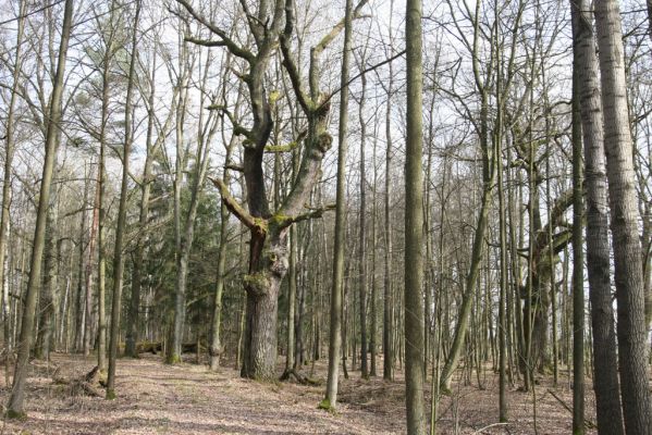 Třeboň, Branná, 21.3.2017
Branské doubí. 
Klíčová slova: Třeboň Branná Branské doubí