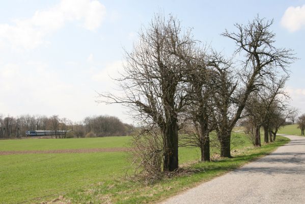 Sedlíšťka, 4.4.2012
Hrušňová alej k Trusnovu. Biotop páchníka Osmoderma barnabita.



Klíčová slova: Trusnov Sedlíšťka páchník Osmoderma barnabita