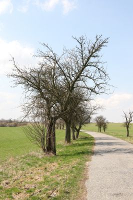 Sedlíšťka, 4.4.2012
Hrušňová alej k Trusnovu. Biotop páchníka Osmoderma barnabita.


Klíčová slova: Trusnov Sedlíšťka páchník Osmoderma barnabita