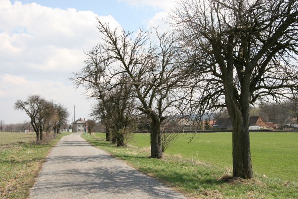 Sedlíšťka, 4.4.2012
Hrušňová alej k Trusnovu. Biotop páchníka Osmoderma barnabita.


Klíčová slova: Trusnov Sedlíšťka páchník Osmoderma barnabita