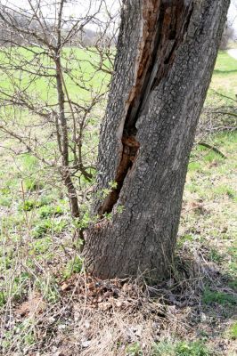 Sedlíšťka, 4.4.2012
Hrušňová alej k Trusnovu. Biotop páchníka Osmoderma barnabita.



Klíčová slova: Trusnov Sedlíšťka páchník Osmoderma barnabita