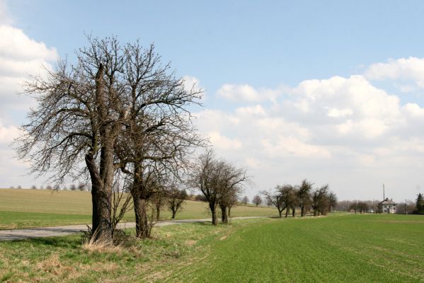 Sedlíšťka, 4.4.2012
Hrušňová alej k Trusnovu. Biotop páchníka Osmoderma barnabita.



Klíčová slova: Trusnov Sedlíšťka páchník Osmoderma barnabita