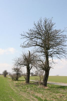 Sedlíšťka, 4.4.2012
Hrušňová alej k Trusnovu. Biotop páchníka Osmoderma barnabita.


Klíčová slova: Trusnov Sedlíšťka páchník Osmoderma barnabita