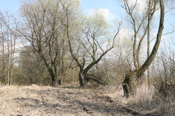 Sedlíšťka, 4.4.2012
Vrby u potoka pod osadou Žíka.


Klíčová slova: Trusnov Sedlíšťka Žíka