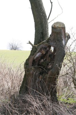 Sedlíšťka, 4.4.2012
Vrby u potoka pod osadou Žíka.



Klíčová slova: Trusnov Sedlíšťka Žíka