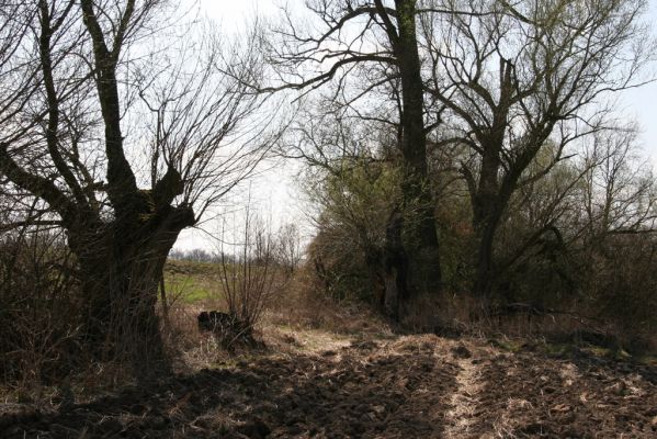 Sedlíšťka, 4.4.2012
Vrby u potoka pod osadou Žíka.

Klíčová slova: Trusnov Sedlíšťka Žíka