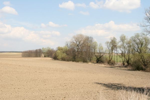 Sedlíšťka, 4.4.2012
Vrby u potoka pod osadou Žíka.
Klíčová slova: Trusnov Sedlíšťka Žíka