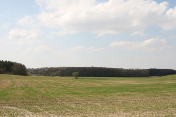 Trusnov, 4.4.2012
Pohled na PR Bažantnice v Uhersku.
Klíčová slova: Trusnov Uhersko PR Bažantnice v Uhersku