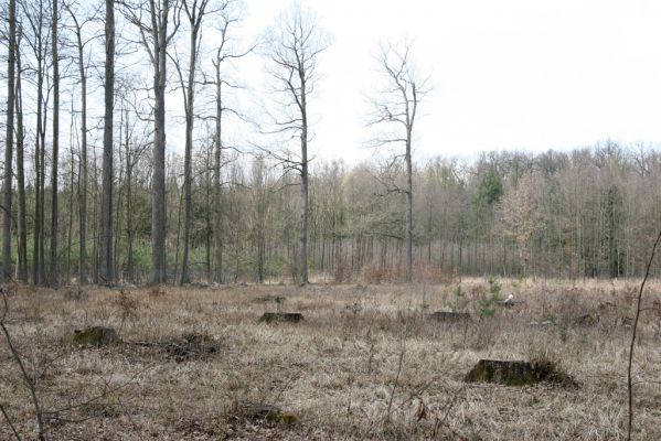 Trusnov, 4.4.2012
Obora - les u prostředního rybníka.



Klíčová slova: Trusnov obora