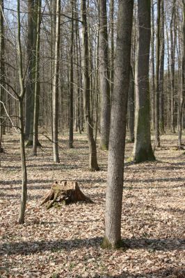Trusnov, 4.4.2012
Obora - les u prostředního rybníka. 



Klíčová slova: Trusnov obora Aesalus scarabaeoides