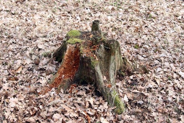 Trusnov, 4.4.2012
Obora - les u prostředního rybníka. Pařez dubu osídlený roháčky Aesalus scarabaeoides.



Klíčová slova: Trusnov obora Aesalus scarabaeoides