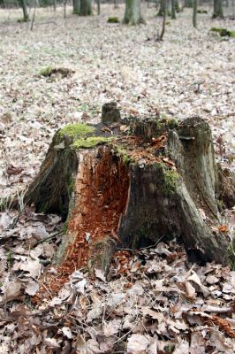 Trusnov, 4.4.2012
Obora - les u prostředního rybníka. Pařez dubu osídlený roháčky Aesalus scarabaeoides.



Klíčová slova: Trusnov obora Aesalus scarabaeoides