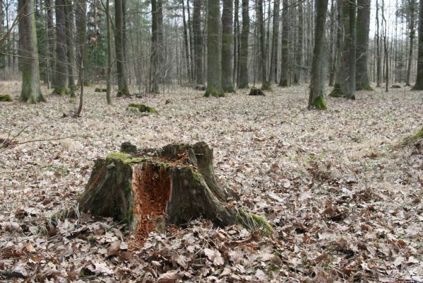 Trusnov, 4.4.2012
Obora - les u prostředního rybníka. Pařez dubu osídlený roháčky Aesalus scarabaeoides.



Klíčová slova: Trusnov obora Aesalus scarabaeoides