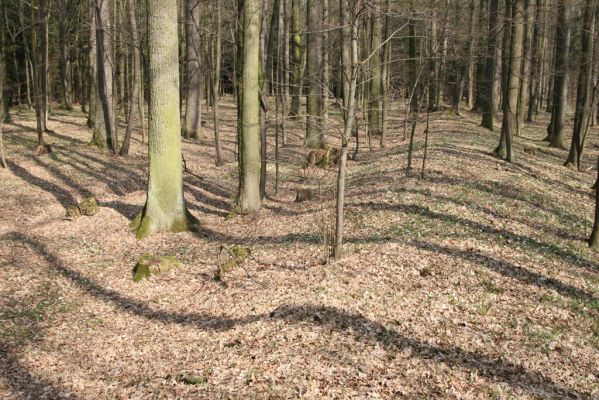 Trusnov, 4.4.2012
Obora - les u prostředního rybníka.



Klíčová slova: Trusnov obora