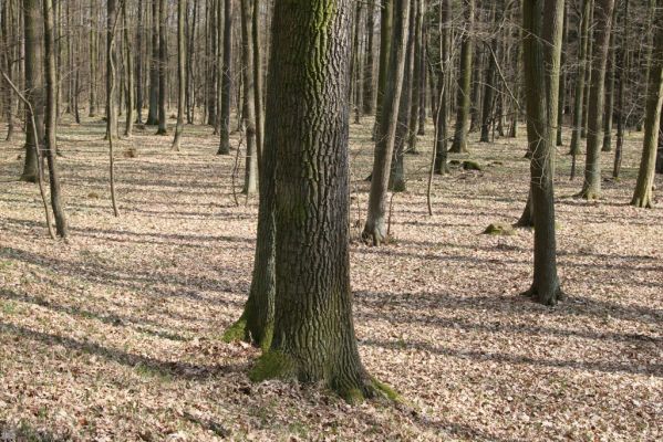 Trusnov, 4.4.2012
Obora - les u prostředního rybníka.


Klíčová slova: Trusnov obora