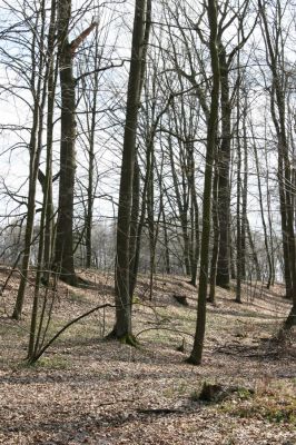 Trusnov, 4.4.2012
Les u hráze rybníku Lodrant.
Klíčová slova: Trusnov Lodrant