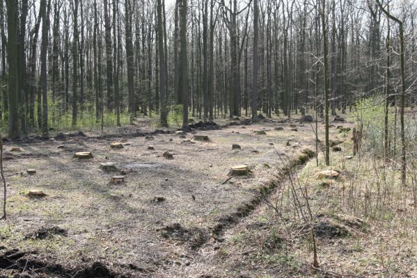 Trusnov, 4.4.2012
Bývalý les u hráze rybníku Lodrant.



Klíčová slova: Trusnov Lodrant