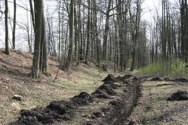 Trusnov, 4.4.2012
Les u hráze rybníku Lodrant - meliorace.



Klíčová slova: Trusnov Lodrant