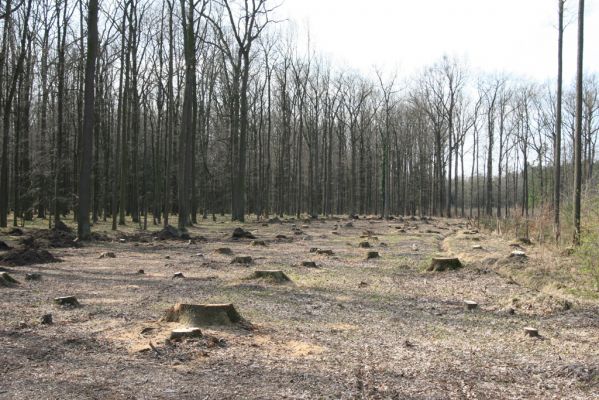 Trusnov, 4.4.2012
Bývalý les u hráze rybníku Lodrant.



Schlüsselwörter: Trusnov Lodrant