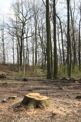 Trusnov, 4.4.2012
Těžený les u hráze rybníku Lodrant.



Klíčová slova: Trusnov Lodrant