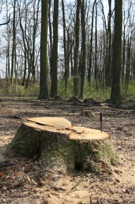 Trusnov, 4.4.2012
Těžený les u hráze rybníku Lodrant.



Klíčová slova: Trusnov Lodrant