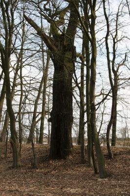 Trusnov, 4.4.2012
Starý dub u hráze rybníku Lodrant - biotop kovaříka Ampedus brunnicornis.



Klíčová slova: Trusnov Lodrant Ampedus brunnicornis