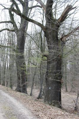 Trusnov, 4.4.2012
Staré duby u hráze rybníku Lodrant.


Klíčová slova: Trusnov Lodrant