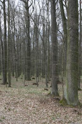 Trusnov, 4.4.2012
Les u hráze rybníku Lodrant.



Klíčová slova: Trusnov Lodrant