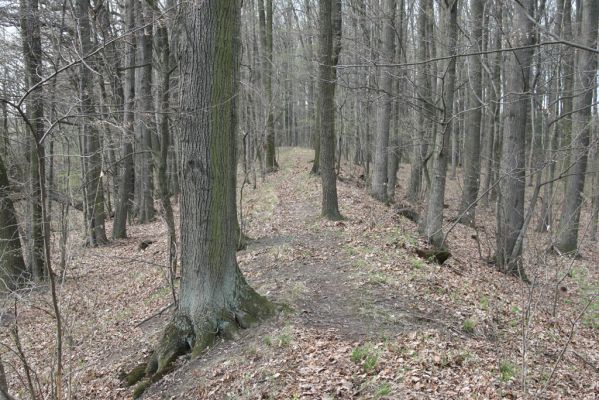 Uhersko, 4.4.2012
PR Bažantnice u Uherska.



Klíčová slova: Uhersko PR Bažantnice u Uherska