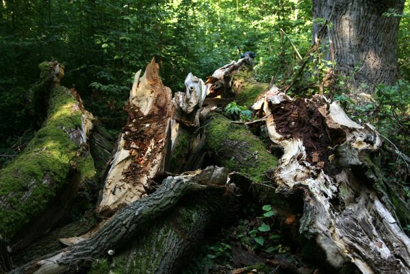 Trusnov, 6.9.2008
Prasklý dub u Lodrantu.



Klíčová slova: Trusnov rybník Lodrant páchník Osmoderma barnabita