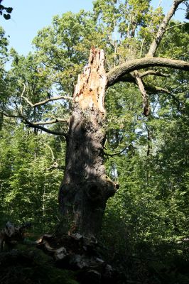 Trusnov, 6.9.2008
Prasklý dub u Lodrantu.



Klíčová slova: Trusnov rybník Lodrant páchník Osmoderma barnabita