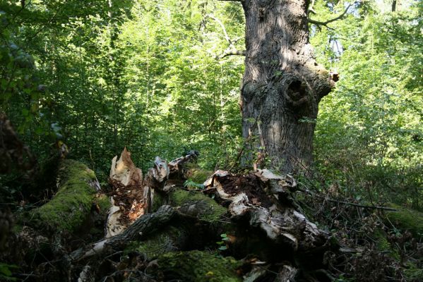 Trusnov, 6.9.2008
Prasklý dub u Lodrantu.



Klíčová slova: Trusnov rybník Lodrant páchník Osmoderma barnabita