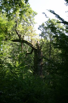 Trusnov, 6.9.2008
Prasklý dub u Lodrantu.



Klíčová slova: Trusnov rybník Lodrant páchník Osmoderma barnabita