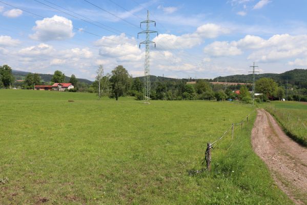 Trutnov, 27.5.2019
Vysoká stráň - pastvina.
Keywords: Trutnov Vysoká stráň pastvina