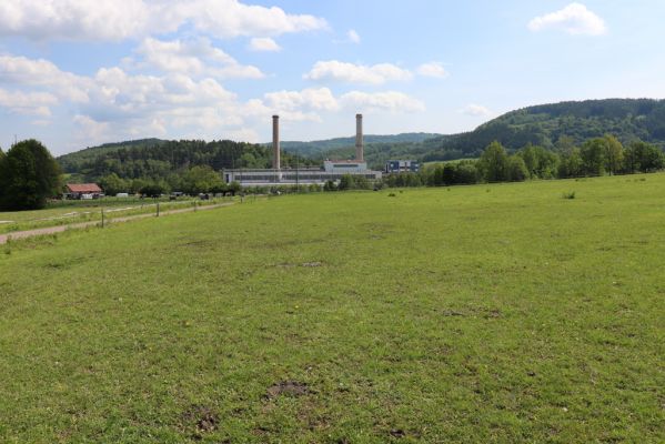 Trutnov, 27.5.2019
Vysoká stráň - pastvina.
Klíčová slova: Trutnov Vysoká stráň pastvina