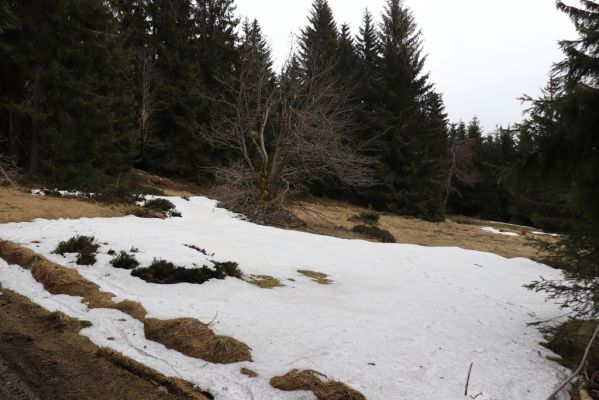 Mladé Buky, 2.4.2021
Rýchory - louka na Sklenářovickém vrchu. 
Mots-clés: Mladé Buky Sklenářovice Rýchory Sklenářovický vrch