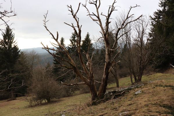 Mladé Buky, 2.4.2021
Sklenářovické údolí - okraj luk pod Sklenářovickým vrchem.
Klíčová slova: Mladé Buky Sklenářovice Sklenářovické údolí Rýchory Sklenářovický vrch