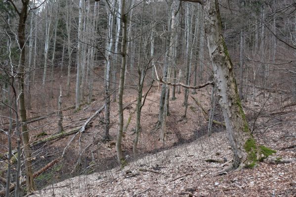 Trutnov, Babí, 2.4.2021
Rýchory - Dvorský les. Bučina na prameništích Březového potoka.
Klíčová slova: Trutnov Babí Rýchory Dvorský les Březový potok Agoliinus nemoralis