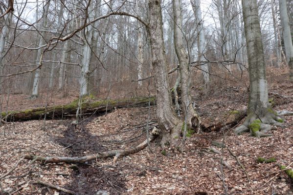 Trutnov, Babí, 2.4.2021
Rýchory - Dvorský les. Bučina na prameništích Březového potoka.
Klíčová slova: Trutnov Babí Rýchory Dvorský les Březový potok Agoliinus nemoralis