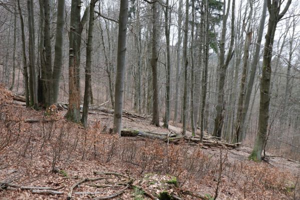 Trutnov, Babí, 2.4.2021
Rýchory - Dvorský les. Bučina na prameništích Březového potoka.
Mots-clés: Trutnov Babí Rýchory Dvorský les Březový potok