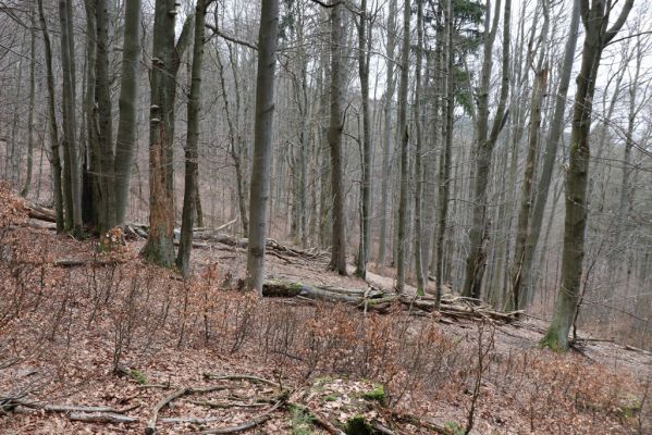 Trutnov, Babí, 2.4.2021
Rýchory - Dvorský les. Bučina na prameništích Březového potoka.
Klíčová slova: Trutnov Babí Rýchory Dvorský les Březový potok