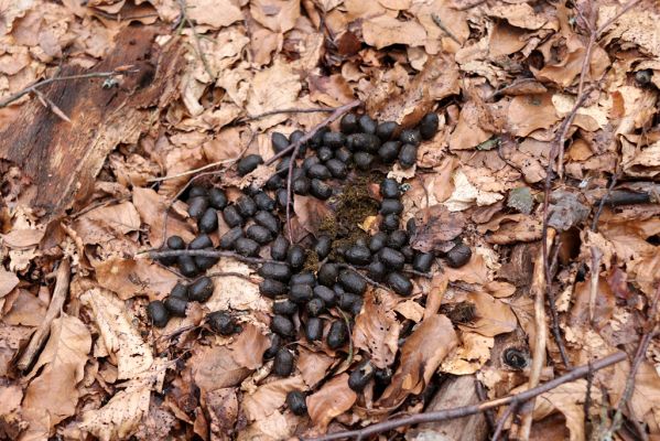 Trutnov, Babí, 2.4.2021
Rýchory - Dvorský les. Bučina na prameništích Březového potoka. Hnojník Agoliinus nemoralis. 
Klíčová slova: Trutnov Babí Rýchory Dvorský les Březový potok Agoliinus nemoralis