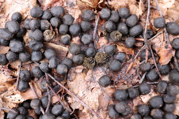 Trutnov, Babí, 2.4.2021
Rýchory - Dvorský les. Bučina na prameništích Březového potoka. Hnojník Agoliinus nemoralis. 
Klíčová slova: Trutnov Babí Rýchory Dvorský les Březový potok Agoliinus nemoralis